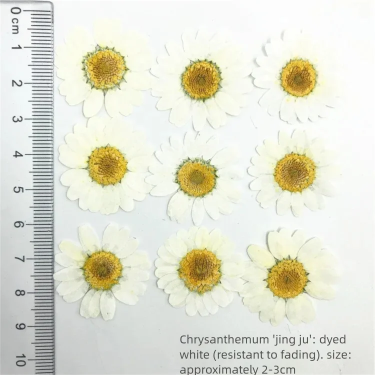 100Pcs Dyed Chrysanthemum Drie - Dried Flower Bookmark 评论和价格
