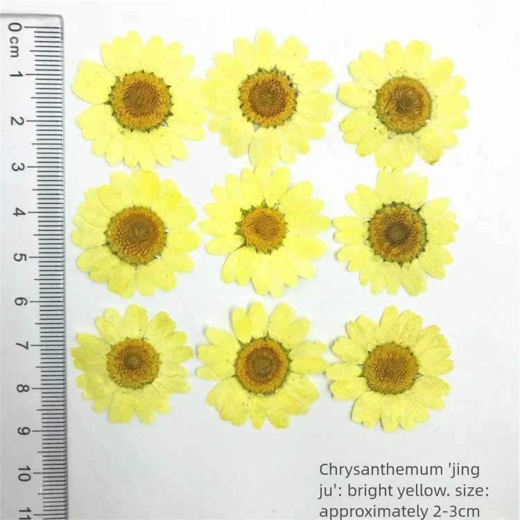100Pcs Dyed Chrysanthemum Drie - Dried Flower Bookmark 评论和价格