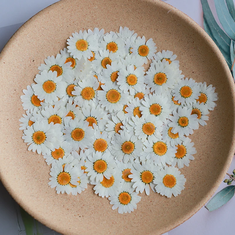 60X Pressed Dried White/Dyed C - Dried Flower Bookmark 评论和价格