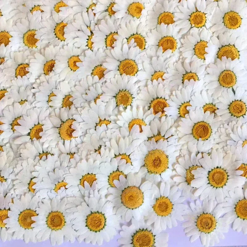 60X Pressed Dried White/Dyed C - Dried Flower Bookmark 评论和价格