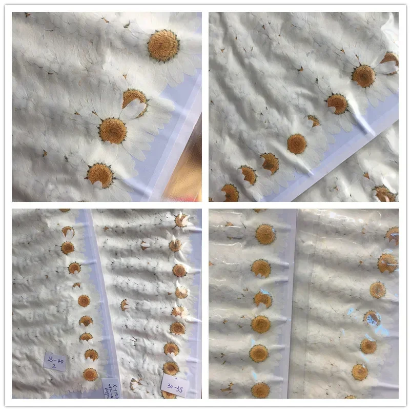 60X Pressed Dried White/Dyed C - Dried Flower Bookmark 评论和价格