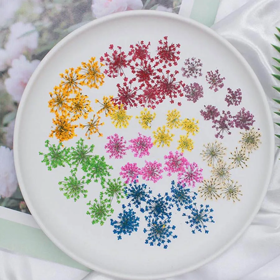 60pcs Pressed Dried 20-25mm Am - Dried Flower Bookmark 评论和价格