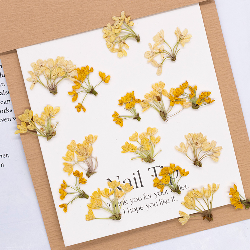 24pcs,Natural Real Pressed Flo - Dried Flower Bookmark 评论和价格