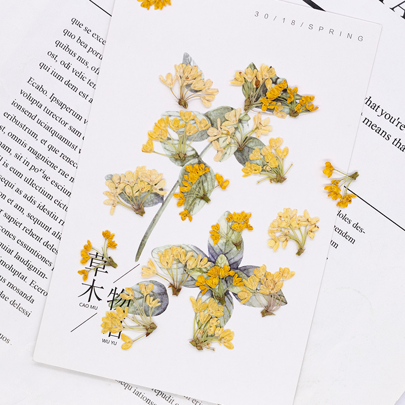 24pcs,Natural Real Pressed Flo - Dried Flower Bookmark 评论和价格