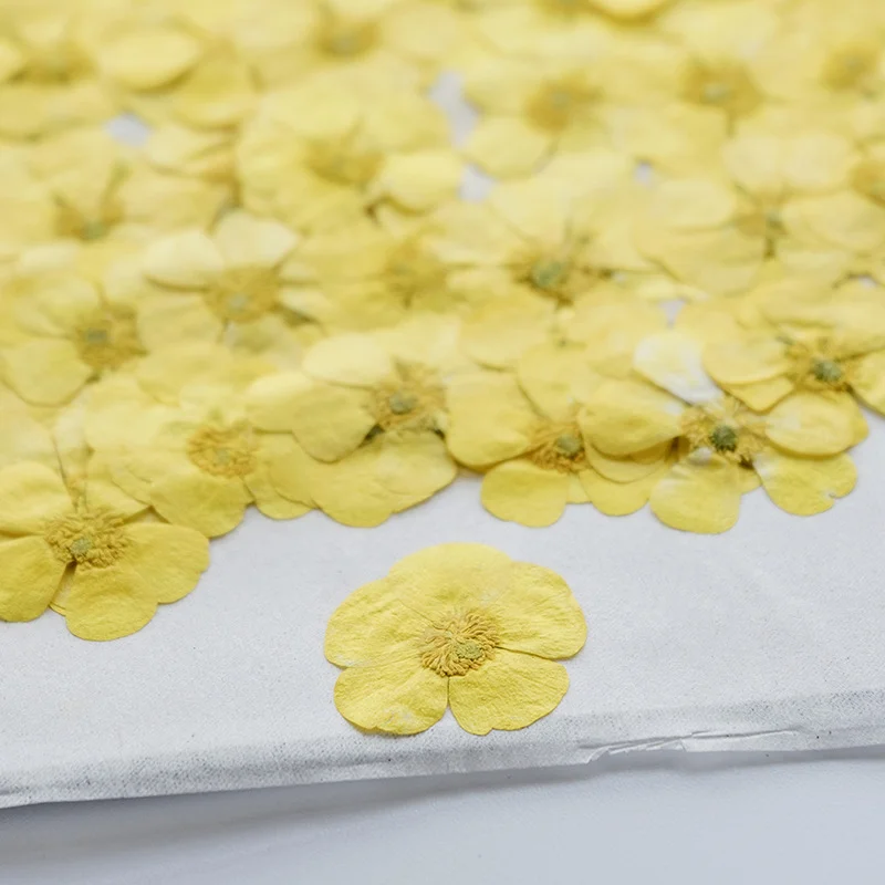 100Pcs Ranunculus Dried Flower - Dried Flower Bookmark 评论和价格